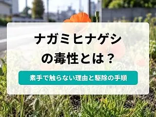 ナガミヒナゲシは毒性がある？かぶれに注意…