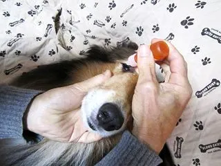 メガネをかけないシニアが増えた？！／犬も…