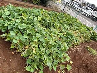 さつまいも 収穫