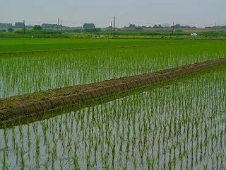 アーカイブ集：野鳥撮影開始2006年以降…