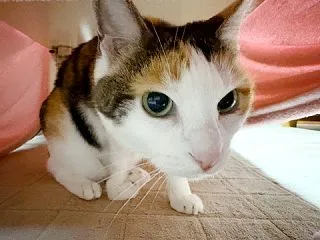 オサカナ
