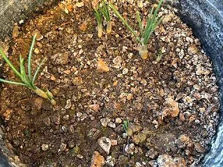 サフラン発芽