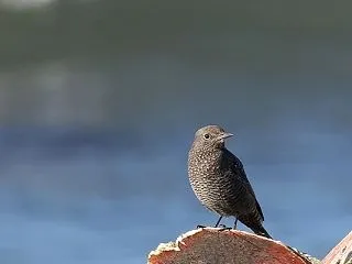 イソヒヨドリ
