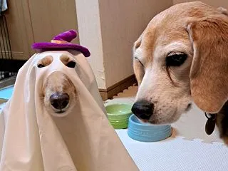 とりっくおあとりぃと！