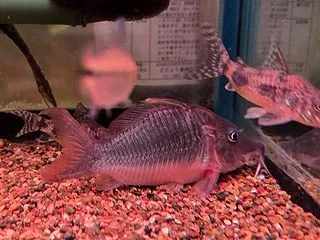 タイガープラティ♪