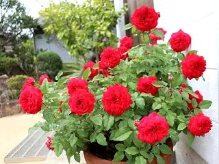 マイローズ４回目の開花