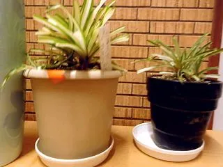 やっと晴れマークが付いたわ (*ﾟ▽ﾟ*…