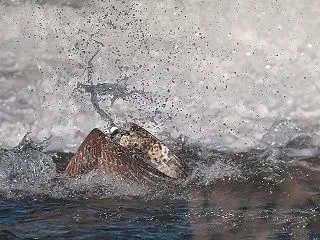 鮎を獲ったミサゴの背中 10/29記