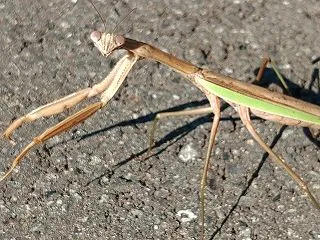ご対面