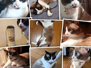 ホッ君～♪ /ᐠ｡ꞈ｡ᐟ\