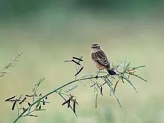 秋の渡り：ノビタキ-その⑦