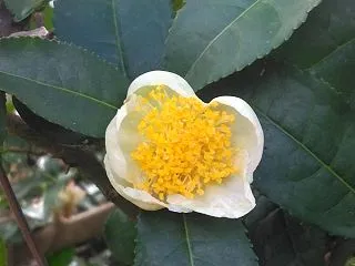 お茶の花