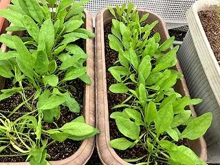 ほうれん草とニンジンの間引き！ワサビ菜の…