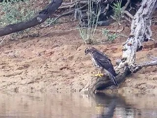 オオタカ幼鳥の水浴び