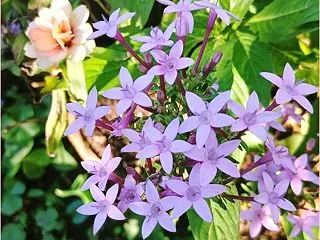 お値段以上～♪の働き者ペンタスとスイート…