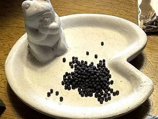 うれしい頂き物♪ 菜花とホウレンソウの種…