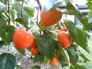 干し柿用蜂屋の様子