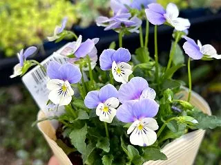 ビオレッタしずく〜シーズン初のビオラ狩り…
