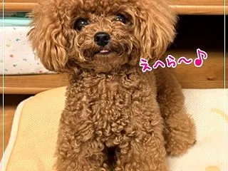 リオ☆１０月のおひとりさまトリミング(^…