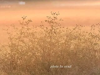 漂う
