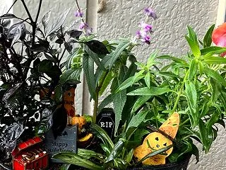 アメーバに動画が載せれなくなった