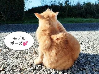 犬を壁越しに動物保護施設に投下
