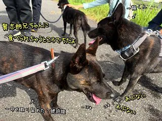 甲斐犬愛護会展覧会、その2