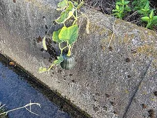 カボチャが