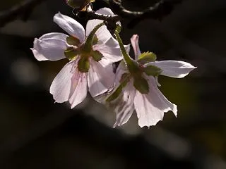 桜咲く １