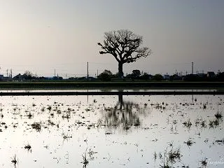 県指定天然記念物「長太の大楠と水田-1/…