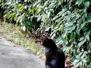 急な寒暖差にニャン達も辛そうだね