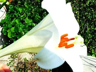 OIだより（4800回記念）（118）一…