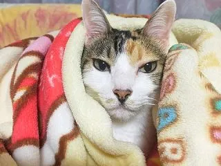 給食を思い出して、白菜の胡麻和え