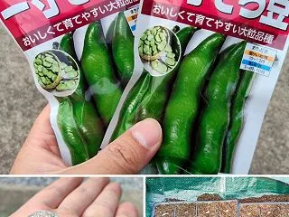 そら豆リベンジ！！今年こそは！種播きして…