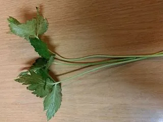 収穫