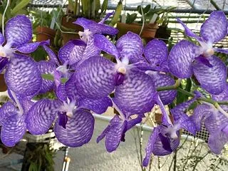 Vanda coerulea