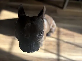 欲しいけど