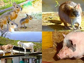 東京ドイツ村「こども動物園」 ワラビー …