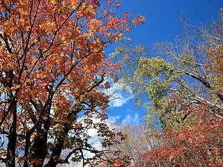 片品村 丸沼高原の紅葉 その３
