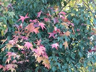 虹色の紅葉きれいペルージャの散歩道