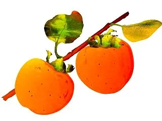最期の瞬間まで志を捨てない。――「柿」の…