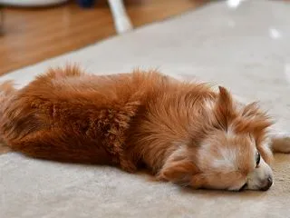 ふたりなかよく並んで撮影！！したかったの…