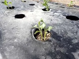 カブ発芽確認＆タマネギ苗の畝立てマルチ☆…