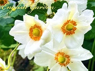 JAPANESE ANEMONE IN …