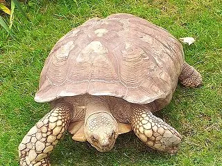 【測定】到津の森公園で「こうやって体重を…