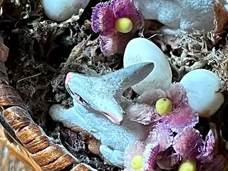 家主は辛いよ・小さなウサギのバスケット・…