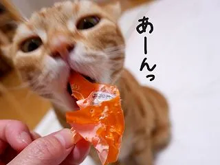 穴だらけで、満足。