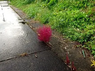 コキアかな