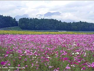 北勢地区のコスモスたち 1