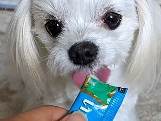 チワマルのピピちゃん、ちゅ～る食べたYO…